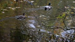 Tier- und Naturfotografie Jacobiweiher Frankfurt Oktober 2022 Zwei Enten schwimmen im herbstlichen Teich zwischen Blättern