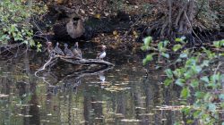 Tier- und Naturfotografie Jacobiweiher Frankfurt Oktober 2022 Mandarinenten auf einem Ast in einem ruhigen Waldteich