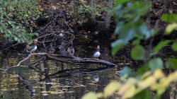 Tier- und Naturfotografie Jacobiweiher Frankfurt Oktober 2022 Mandarinenten auf einem Ast im ruhigen Teich im Herbstwald