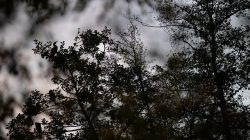 Tier- und Naturfotografie Jacobiweiher Frankfurt Oktober 2022 Sich abzeichnender Vogel in einem Baum bei Dämmerung