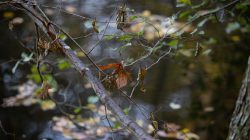 Tier- und Naturfotografie Jacobiweiher Frankfurt Oktober 2022 Ast mit Herbstblättern und reflektierendem Wasser im Hintergrund