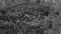 Tier- und Naturfotografie Jacobiweiher Frankfurt Oktober 2022 Mandarinente in schwarz-weißen Wald mit Herbstlaub