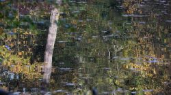 Tier- und Naturfotografie Jacobiweiher Frankfurt Oktober 2022 Künstlerische Spiegelung eines Waldes im Wasser