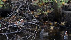 Tier- und Naturfotografie Jacobiweiher Frankfurt Oktober 2022 Zwei Mandarinenten im natürlichen Lebensraum zwischen Ästen und Laub an einem Waldbach
