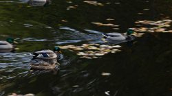Tier- und Naturfotografie Jacobiweiher Frankfurt Oktober 2022 Enten schwimmen auf einem von Blättern bedeckten Teich