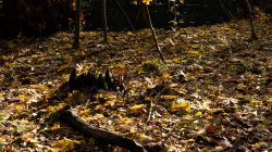 Tier- und Naturfotografie Jacobiweiher Frankfurt Oktober 2022 Herbstlicher Waldboden mit Laub und Baumstumpf im Sonnenlicht