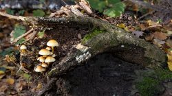 Tier- und Naturfotografie Jacobiweiher Frankfurt Oktober 2022 Waldpilze wachsen auf einem verwitterten Baumstamm im Herbstwald