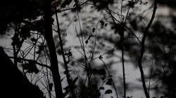 Tier- und Naturfotografie Jacobiweiher Frankfurt Oktober 2022 Schatten von Ästen und Blättern in einem Nebelwald bei Dämmerung