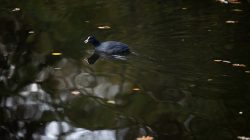 Tier- und Naturfotografie Jacobiweiher Frankfurt Oktober 2022 Blässhuhn schwimmt auf einem ruhigen, mit Blättern bedeckten See