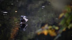 Tier- und Naturfotografie Jacobiweiher Frankfurt Oktober 2022 Ente putzt sich im ruhigen Teichwasser mit bunten Herbstblättern