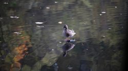 Tier- und Naturfotografie Jacobiweiher Frankfurt Oktober 2022 Ente schwimmt auf ruhigem Wasser mit Spiegelung und Herbstblättern