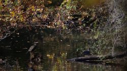 Tier- und Naturfotografie Jacobiweiher Frankfurt Oktober 2022 Kormoran sitzt auf Baumstumpf im herbstlichen See