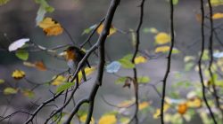 Tier- und Naturfotografie Jacobiweiher Frankfurt Oktober 2022 Rotkehlchen sitzt auf kahlem Ast im Herbstwald