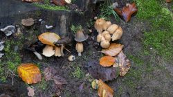 Tier- und Naturfotografie Jacobiweiher Frankfurt Oktober 2022 Pilze und Herbstlaub auf Waldboden