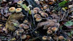 Tier- und Naturfotografie Jacobiweiher Frankfurt Oktober 2022 Wilde Pilze auf Waldbaumstamm mit Herbstlaub