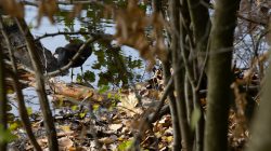 Tier- und Naturfotografie Jacobiweiher Frankfurt Oktober 2022 Moorhen am Bach im Wald mit Herbstlaub