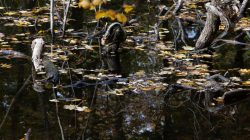 Tier- und Naturfotografie Jacobiweiher Frankfurt Oktober 2022 Herbstblätter auf einem ruhigen Waldteich mit verwitterten Ästen