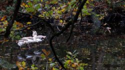 Tier- und Naturfotografie Jacobiweiher Frankfurt Oktober 2022 Nilgänse auf einem ruhigen Teich im Herbstwald