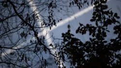 Tier- und Naturfotografie Jacobiweiher Frankfurt Oktober 2022 Verzweigte Äste vor verschwommenem Hintergrund mit Himmel und Streifen