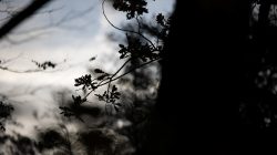 Tier- und Naturfotografie Jacobiweiher Frankfurt Oktober 2022 Silhouette von Baumzweigen vor bewölktem Himmel in der Dämmerung