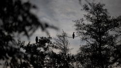 Tier- und Naturfotografie Jacobiweiher Frankfurt Oktober 2022 Silhouetten von Vögeln auf Bäumen in der Abenddämmerung