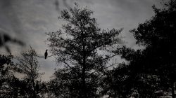 Tier- und Naturfotografie Jacobiweiher Frankfurt Oktober 2022 Silhouette eines Vogels auf einem Baumzweig bei Sonnenuntergang
