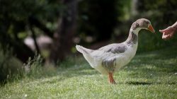 Tierfotografie Zoo Frankfurt Fotoserie Aloys Peter Trenz Graugans im Park wird von einer Hand gefüttert