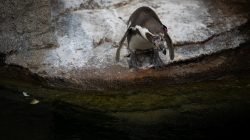 Tierfotografie Zoo Frankfurt Fotoserie Aloys Peter Trenz Pinguin am Rand eines felsigen Wassers, bereit zum Eintauchen