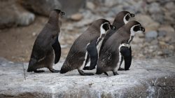 Tierfotografie Zoo Frankfurt Fotoserie Aloys Peter Trenz Vier Humboldt-Pinguine laufen auf Felsen im Zoo