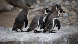 Tierfotografie Zoo Frankfurt Fotoserie Aloys Peter Trenz Vier Pinguine laufen auf einem Felsen in einer Reihe