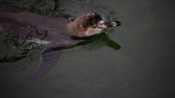Tierfotografie Zoo Frankfurt Fotoserie Aloys Peter Trenz Pinguin schwimmt im klaren Wasser