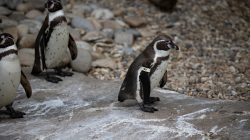 Tierfotografie Zoo Frankfurt Fotoserie Aloys Peter Trenz Humboldt-Pinguine auf steinigem Boden im Zoo stehend