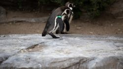 Tierfotografie Zoo Frankfurt Fotoserie Aloys Peter Trenz Pinguin läuft auf einem Felsen im Zoo