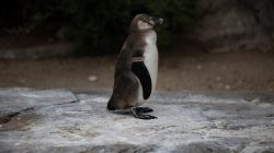 Tierfotografie Zoo Frankfurt Fotoserie Aloys Peter Trenz Pinguin steht auf einem Felsen im Zoo