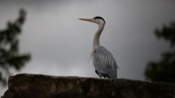 Tierfotografie Zoo Frankfurt Fotoserie Aloys Peter Trenz Graureiher steht auf einer Mauer vor bewölktem Himmel