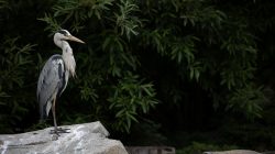 Tierfotografie Zoo Frankfurt Fotoserie Aloys Peter Trenz Graureiher steht auf Felsen vor dichtem Laub