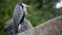 Tierfotografie Zoo Frankfurt Fotoserie Aloys Peter Trenz Graureiher ruht auf einem Felsen vor unscharfem Hintergrund