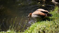 Tierfotografie Zoo Frankfurt Fotoserie Aloys Peter Trenz Nilgans trinkt Wasser am Teichrand in natürlicher Umgebung