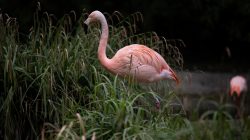 Tierfotografie Zoo Frankfurt Fotoserie Aloys Peter Trenz Rosaflamingo im grünen Schilf stehend, seitlich gesehen