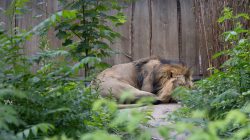 Tierfotografie Zoo Frankfurt Fotoserie Aloys Peter Trenz Schlafender Löwe in einem grünen, bewaldeten Gehege