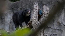 Tierfotografie Zoo Frankfurt Fotoserie Aloys Peter Trenz Brillenbär auf einem Baum im Zoo, mit Betonmauer im Hintergrund