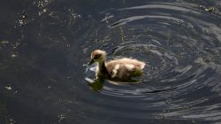 Tierfotografie Zoo Frankfurt Fotoserie Aloys Peter Trenz Entenküken schwimmt im ruhigen Teich