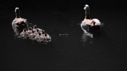 Tierfotografie Zoo Frankfurt Fotoserie Aloys Peter Trenz Zwei Gänse mit Küken schwimmen auf einem dunklen Gewässer