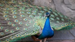 Tierfotografie Zoo Frankfurt Fotoserie Aloys Peter Trenz Prachtvoller Pfau mit ausgebreiteten Federn im Zoo