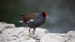 Tierfotografie Zoo Frankfurt Fotoserie Aloys Peter Trenz Teichhuhn mit rotem Schnabel auf Steinen am Wasser