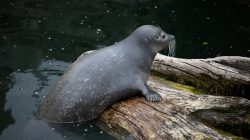 Tierfotografie Zoo Frankfurt Fotoserie Aloys Peter Trenz Seehund ruht auf einem Baumstamm am Wasser