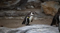 Tierfotografie Zoo Frankfurt Fotoserie Aloys Peter Trenz Ein Humboldt-Pinguin sitzt auf einem Felsen im Zoo