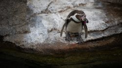 Tierfotografie Zoo Frankfurt Fotoserie Aloys Peter Trenz Humboldtpinguin mit Zunge heraus auf Felsen nahe Wasser