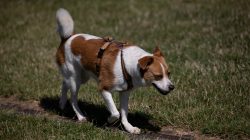 Urban Life und Streetfotografie Frankfurt Juni 2022 Braun-weißer Hund läuft über eine Wiese