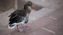 Urban Life und Streetfotografie Frankfurt Juni 2022 Graugans auf Treppe geht vorsichtig hinunter